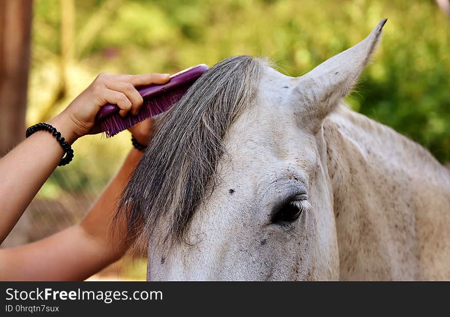 Horse, Mane, Horse Like Mammal, Horse Supplies