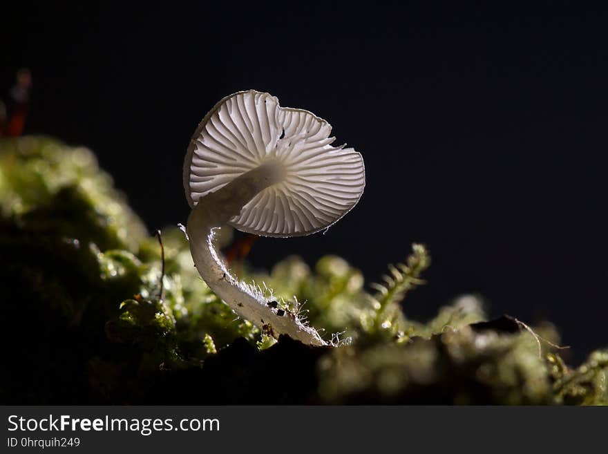 Organism, Fungus, Mushroom, Edible Mushroom