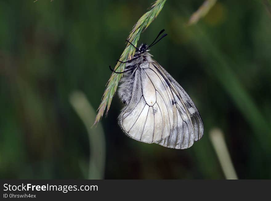 Insect, Butterfly, Moths And Butterflies, Invertebrate