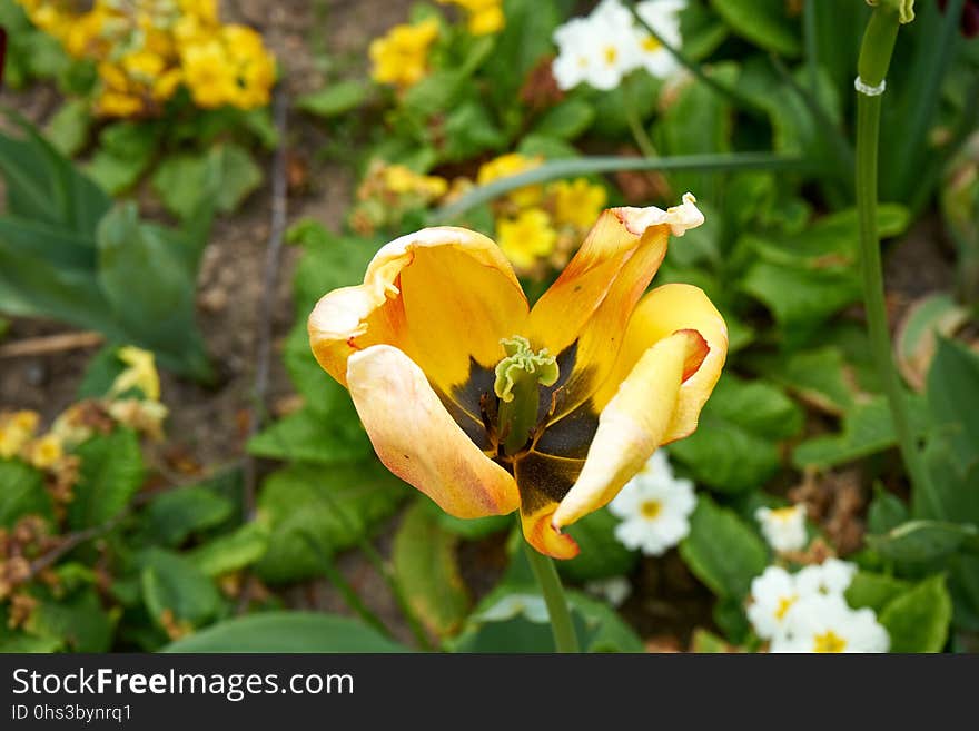 Flower, Plant, Flora, Yellow