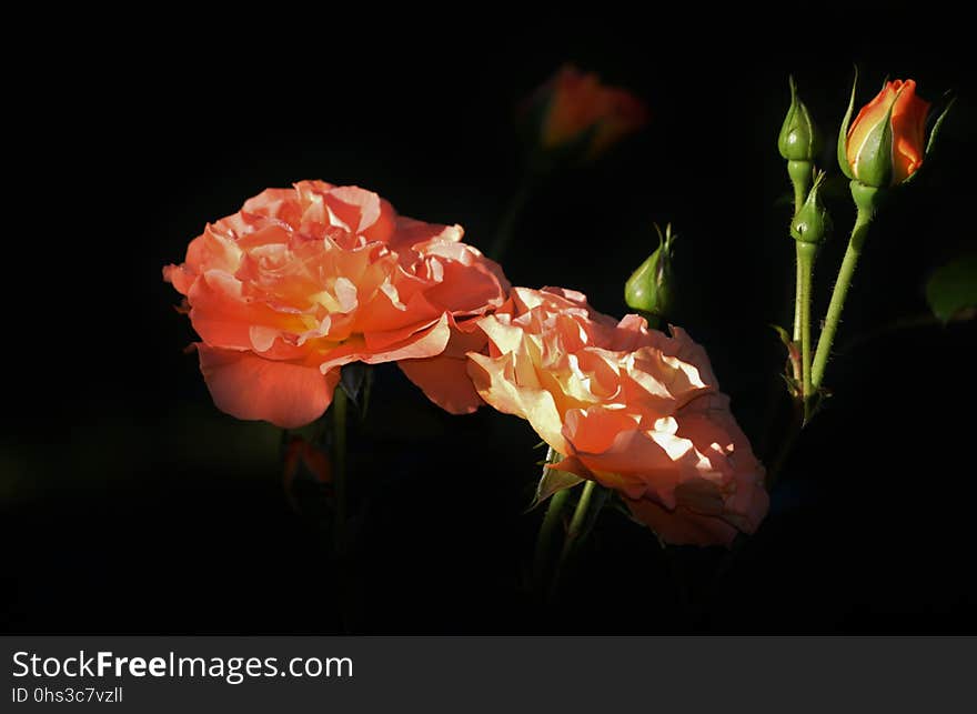 Flower, Rose Family, Garden Roses, Rose