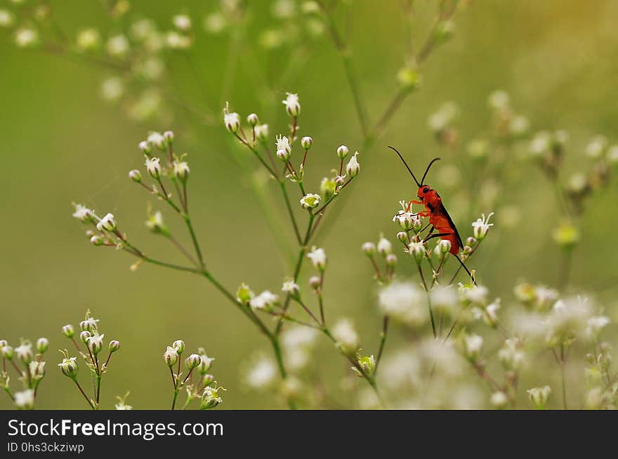 Insect, Flower, Pollinator, Nectar