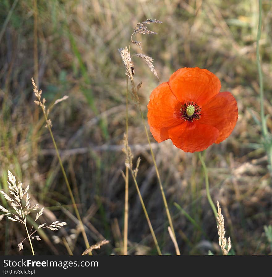 Flower, Wildflower, Vegetation, Poppy