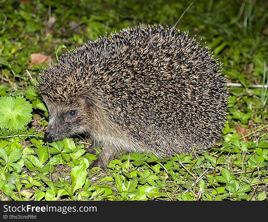 Hedgehog, Erinaceidae, Domesticated Hedgehog, Fauna