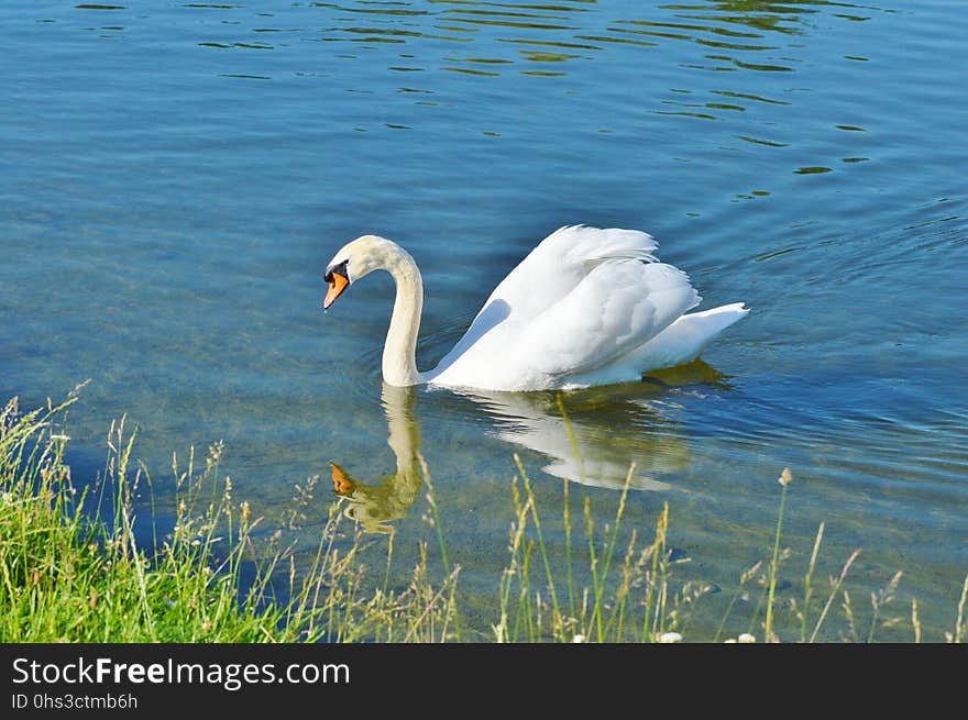 Swan, Bird, Water Bird, Ducks Geese And Swans