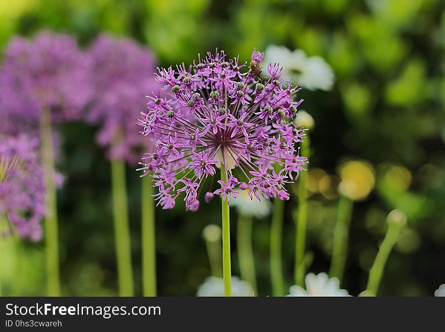 Plant, Flower, Purple, Flora