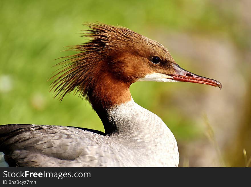 Bird, Beak, Fauna, Wildlife