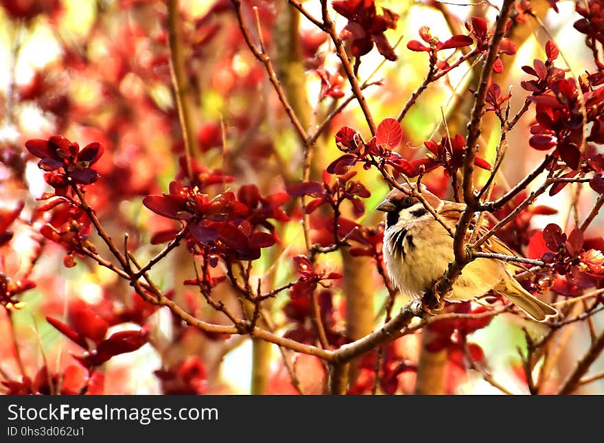 Red, Branch, Autumn, Leaf