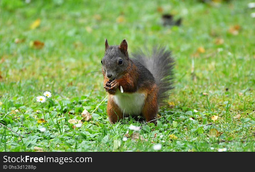 Squirrel, Mammal, Fauna, Fox Squirrel