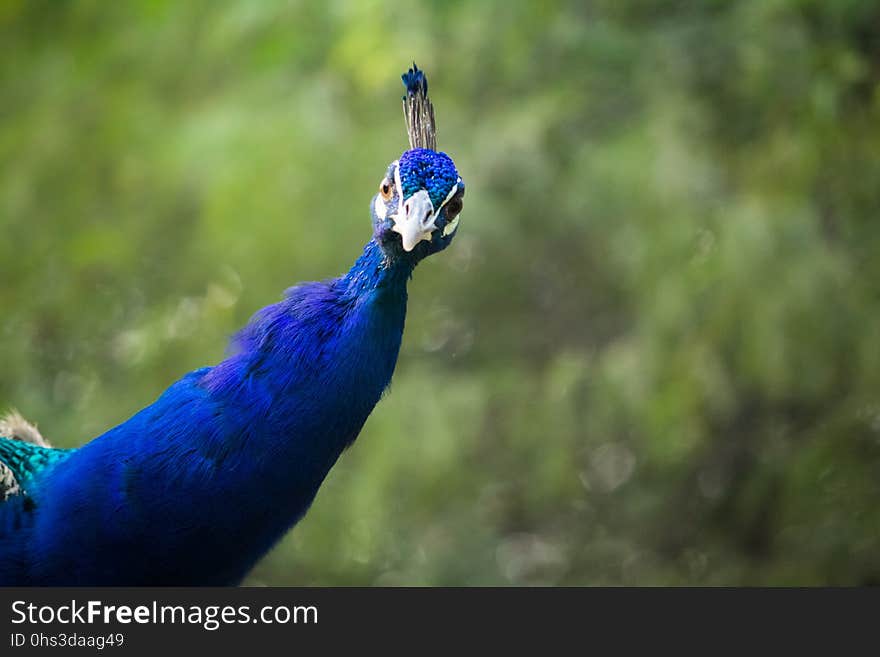 Peafowl, Bird, Beak, Galliformes