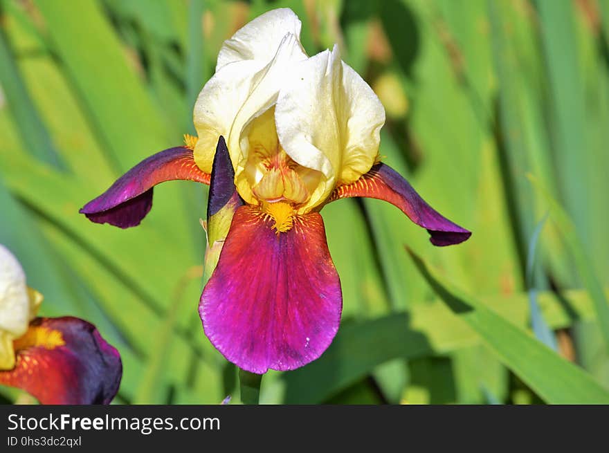 Flower, Plant, Flora, Flowering Plant