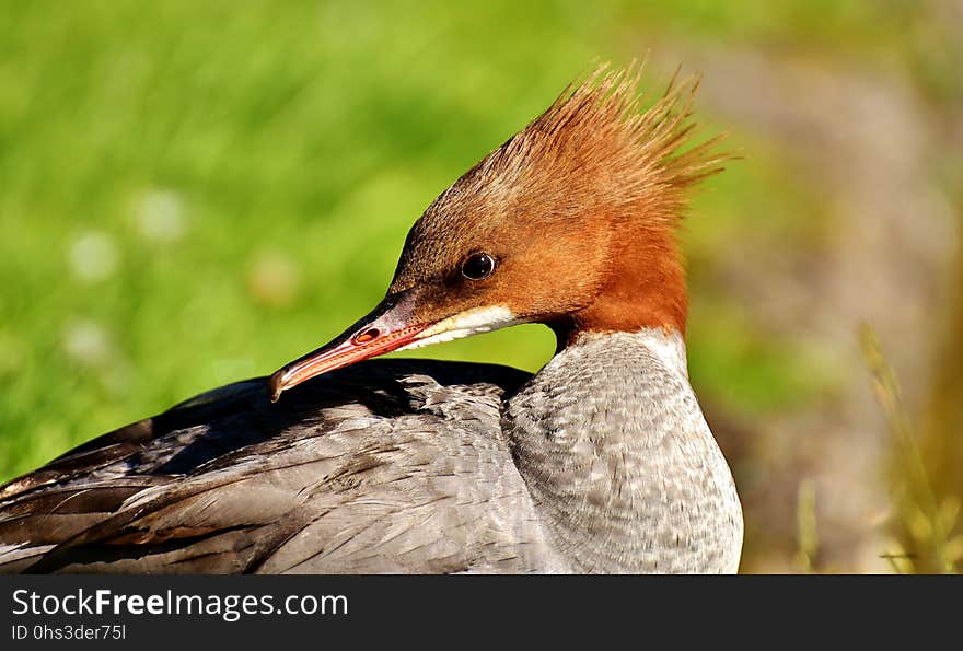 Bird, Fauna, Beak, Water Bird