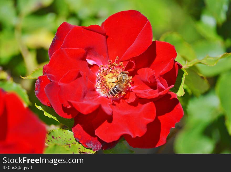 Flower, Rose, Rose Family, Floribunda