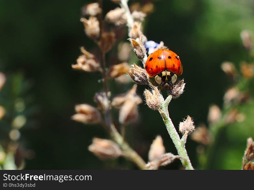 Insect, Nectar, Invertebrate, Membrane Winged Insect