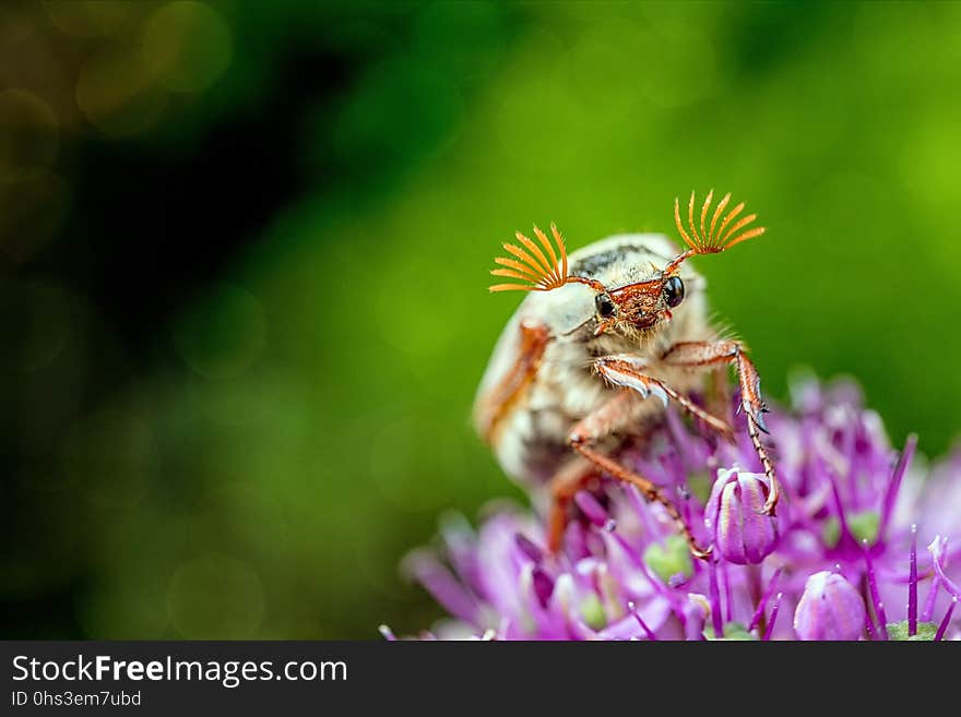 Insect, Honey Bee, Macro Photography, Close Up