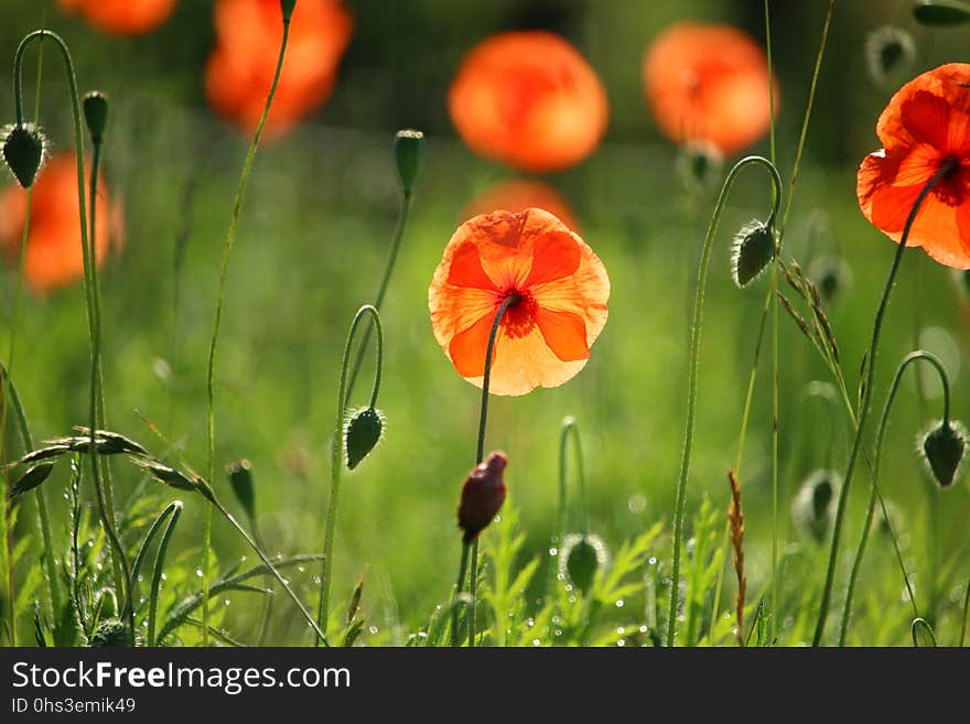 Flower, Wildflower, Poppy, Meadow