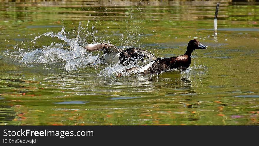 Duck, Water, Bird, Fauna