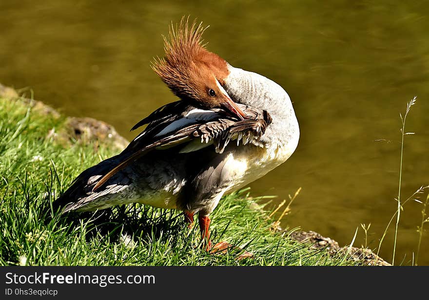 Bird, Fauna, Beak, Wildlife