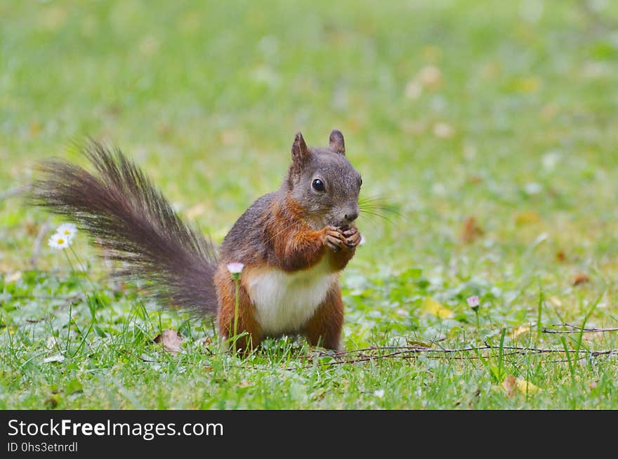 Squirrel, Fauna, Mammal, Fox Squirrel