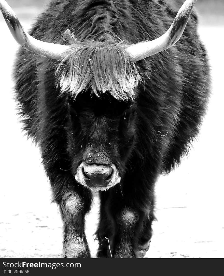 Cattle Like Mammal, Black And White, Black, Monochrome Photography