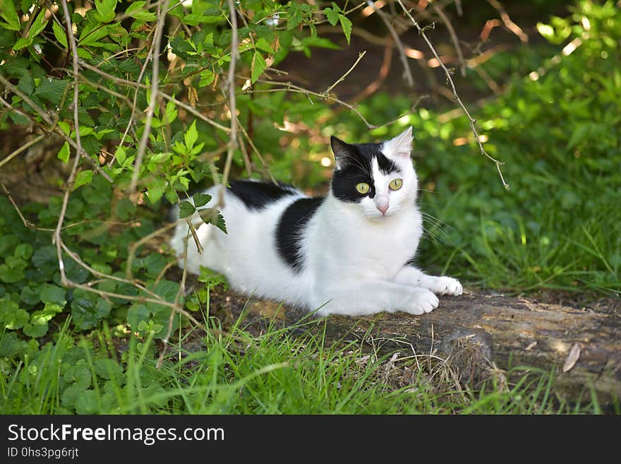 Cat, Fauna, Small To Medium Sized Cats, Cat Like Mammal