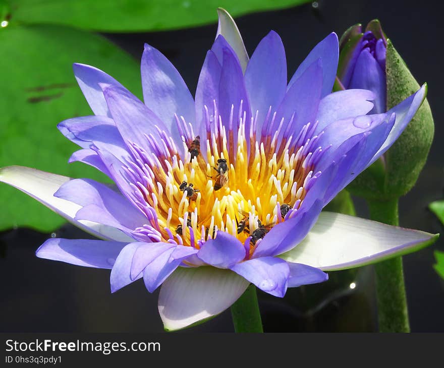 Flower, Plant, Flora, Purple