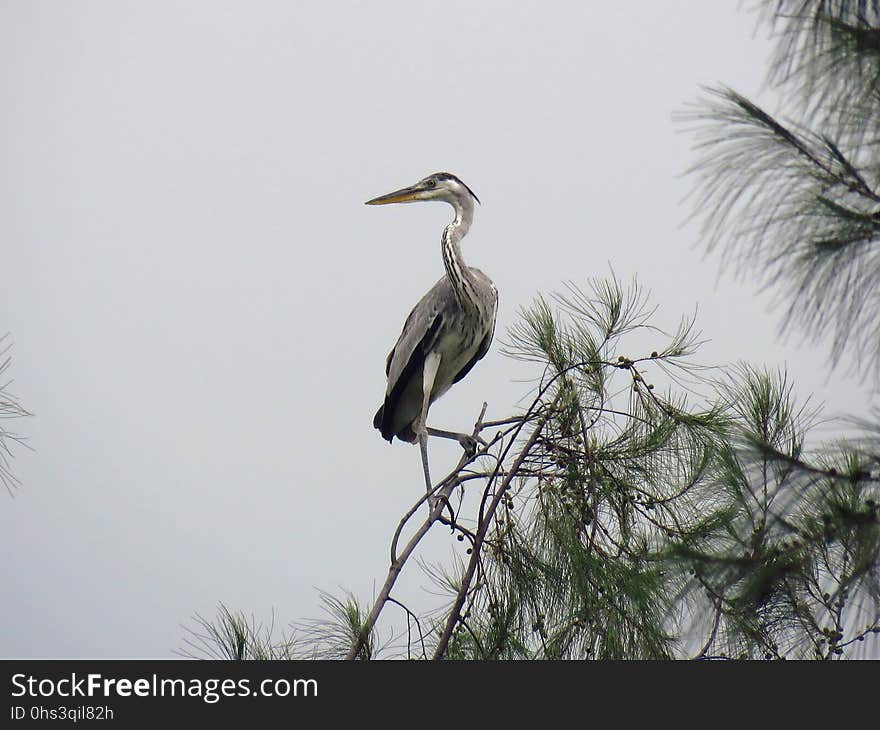 Bird, Fauna, Beak, Heron