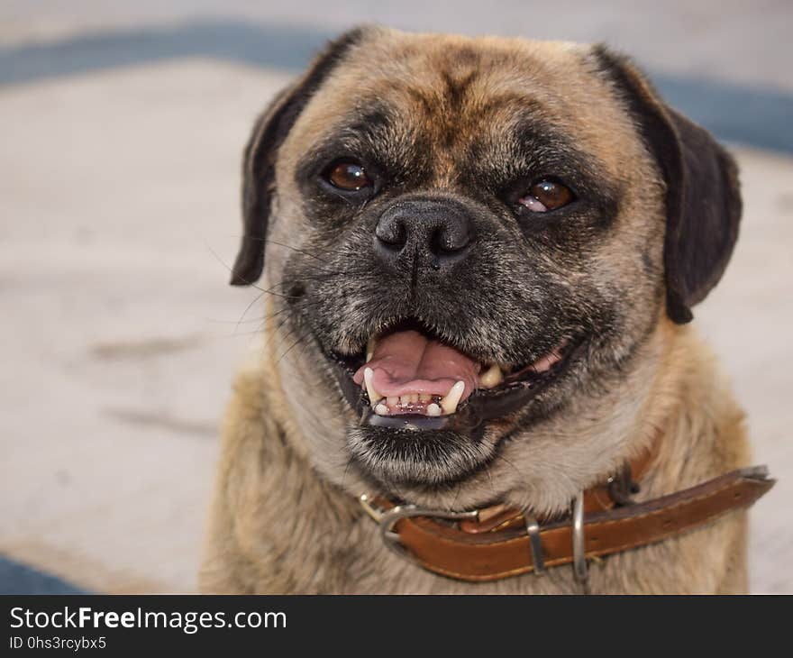 Dog, Dog Breed, Dog Like Mammal, Pug