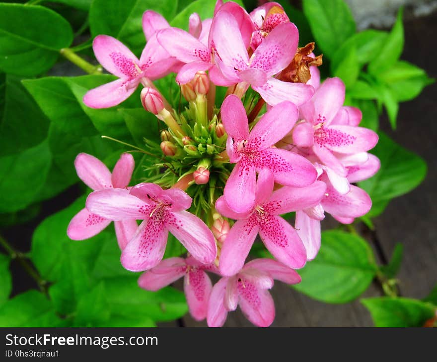 Flower, Plant, Flora, Flowering Plant