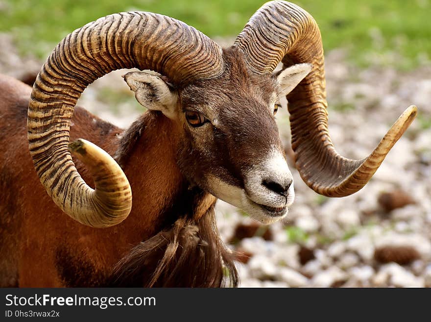 Horn, Argali, Fauna, Terrestrial Animal