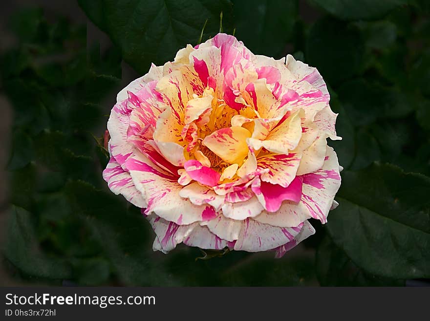 Flower, Pink, Rose, Plant