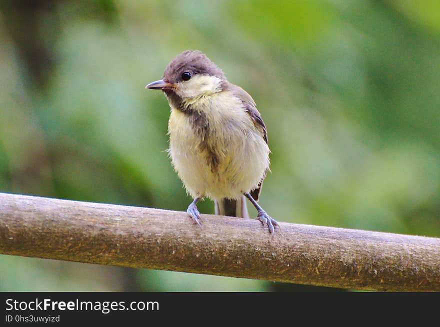 Bird, Fauna, Beak, Wildlife