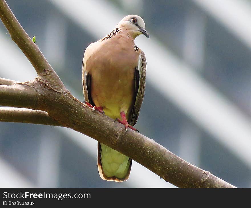 Bird, Fauna, Beak, Finch