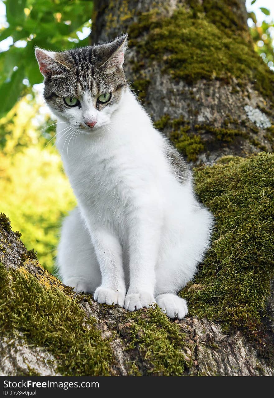 Cat, Fauna, Small To Medium Sized Cats, Whiskers