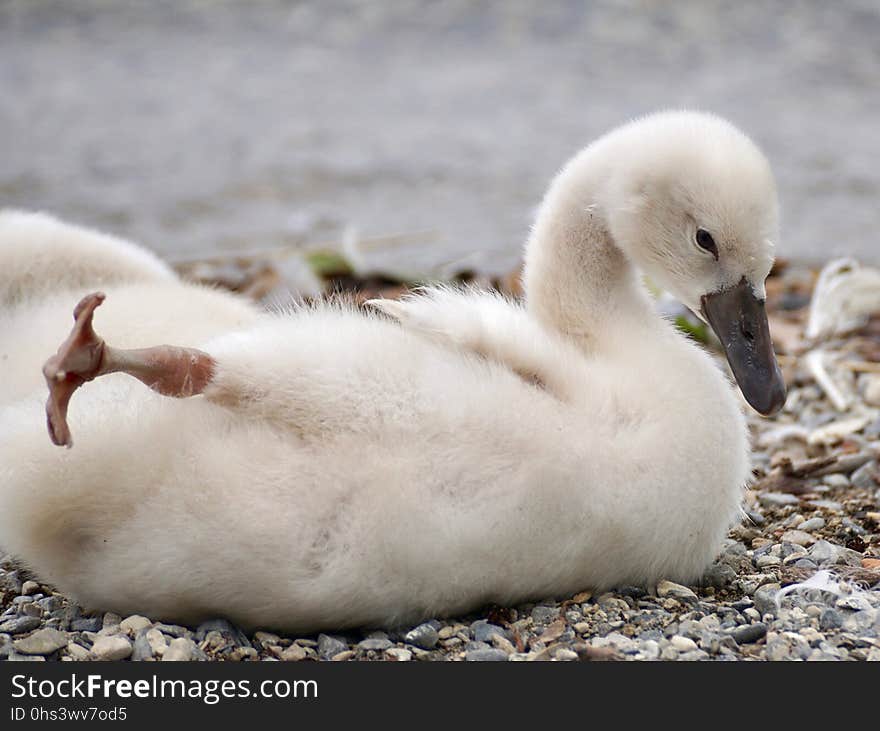 Bird, Water Bird, Ducks Geese And Swans, Fauna