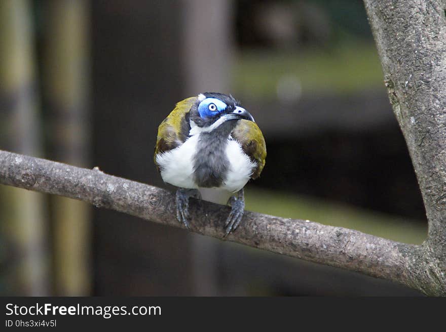 Bird, Beak, Perching Bird, Feather