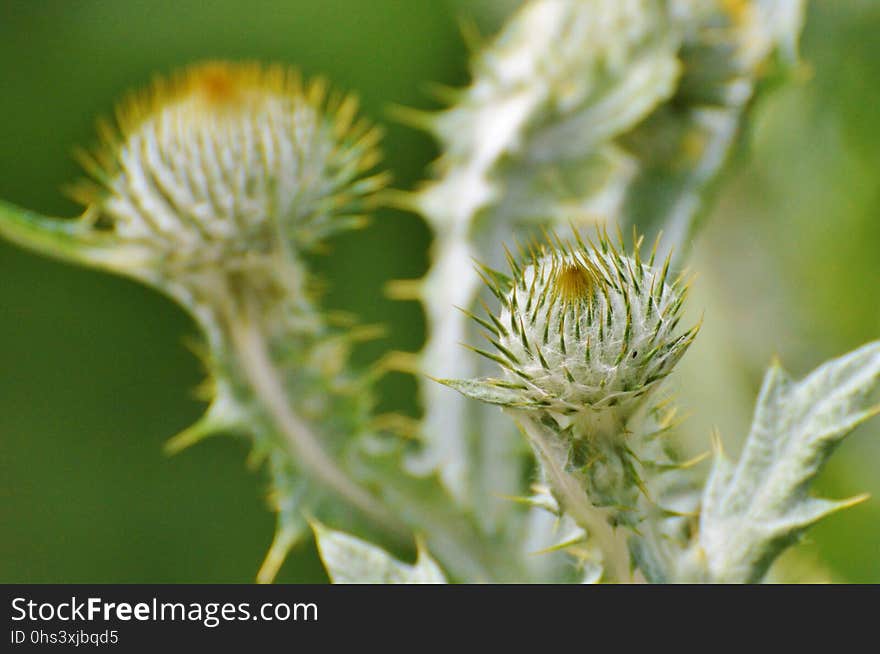 Flora, Thistle, Flower, Plant