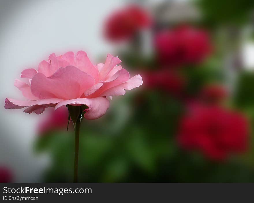 Flower, Red, Pink, Rose Family