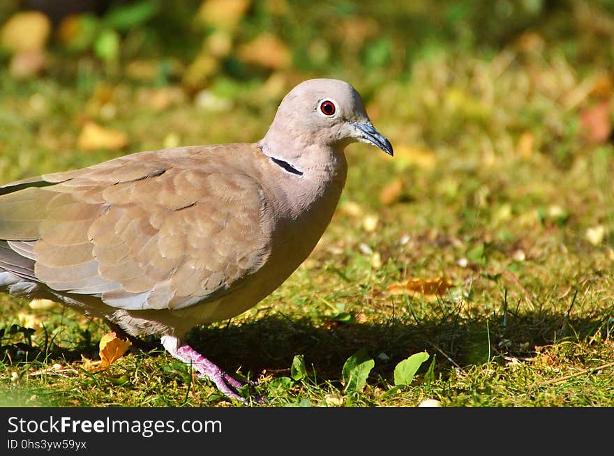 Bird, Fauna, Beak, Ecosystem