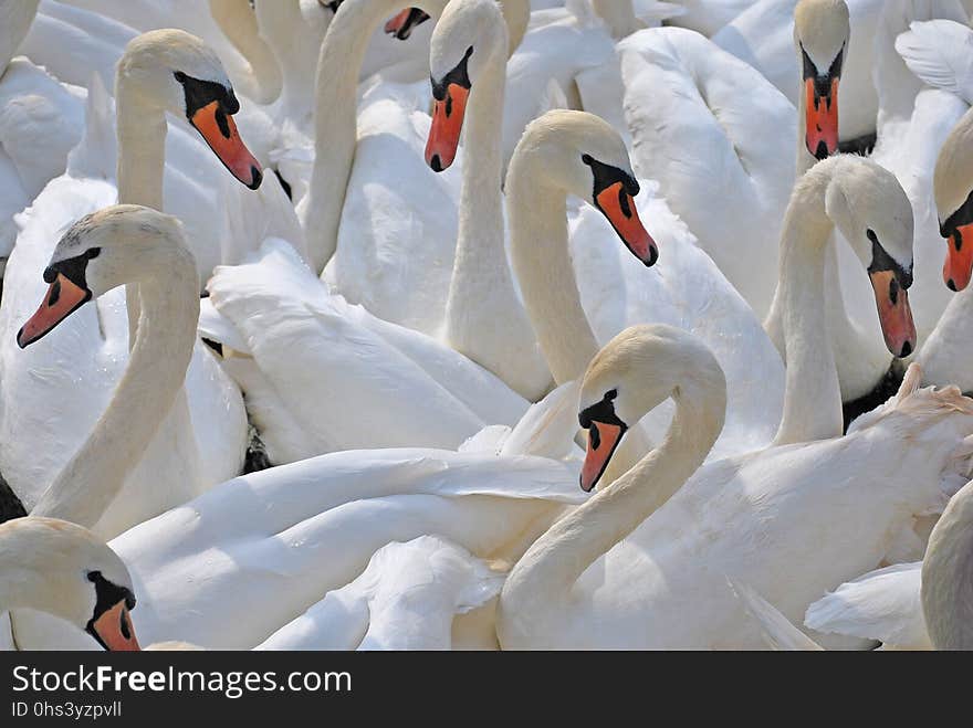 Swan, Water Bird, Bird, Ducks Geese And Swans