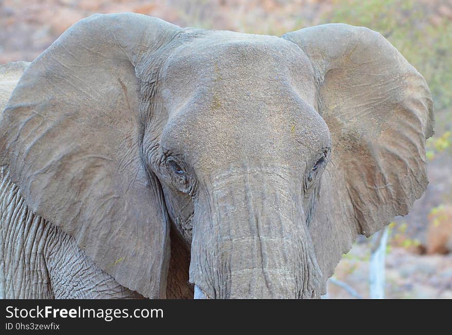 Elephant, Elephants And Mammoths, Wildlife, Terrestrial Animal