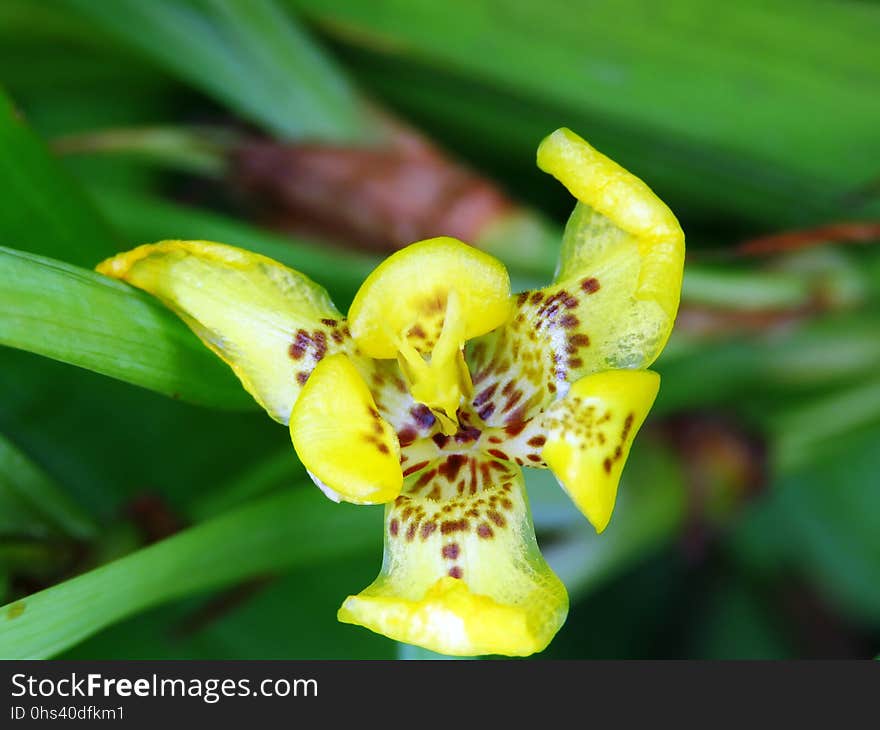 Flower, Plant, Flora, Yellow