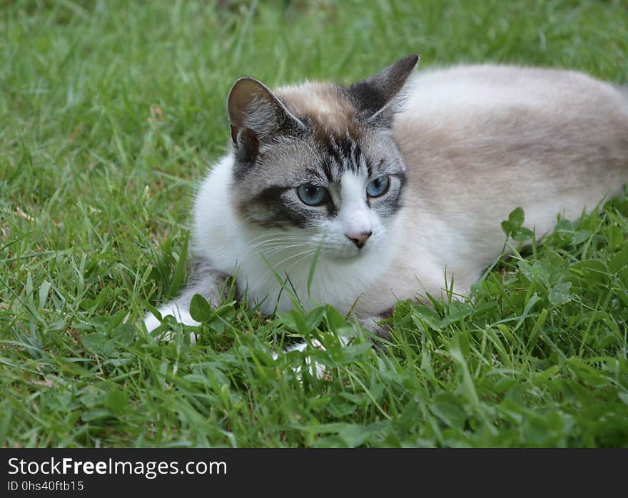 Cat, Fauna, Small To Medium Sized Cats, Whiskers