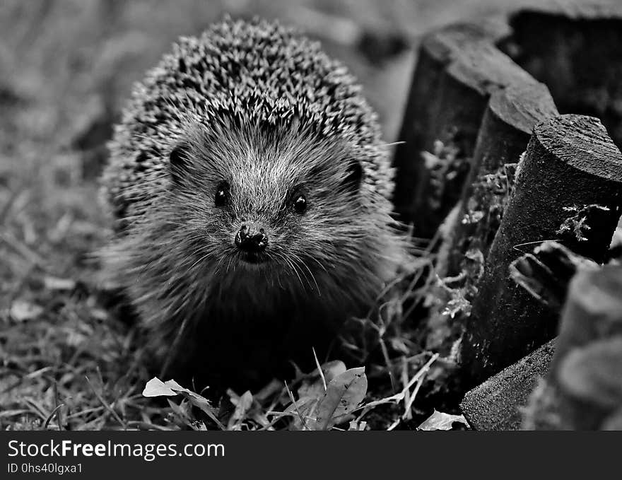 Hedgehog, Erinaceidae, Black And White, Domesticated Hedgehog