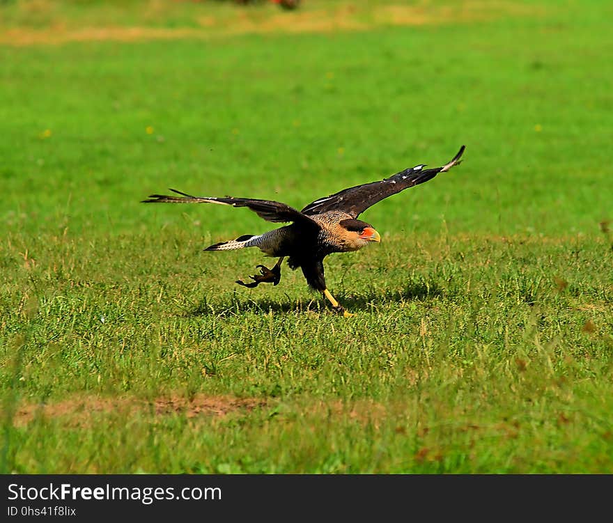 Bird, Ecosystem, Fauna, Wildlife