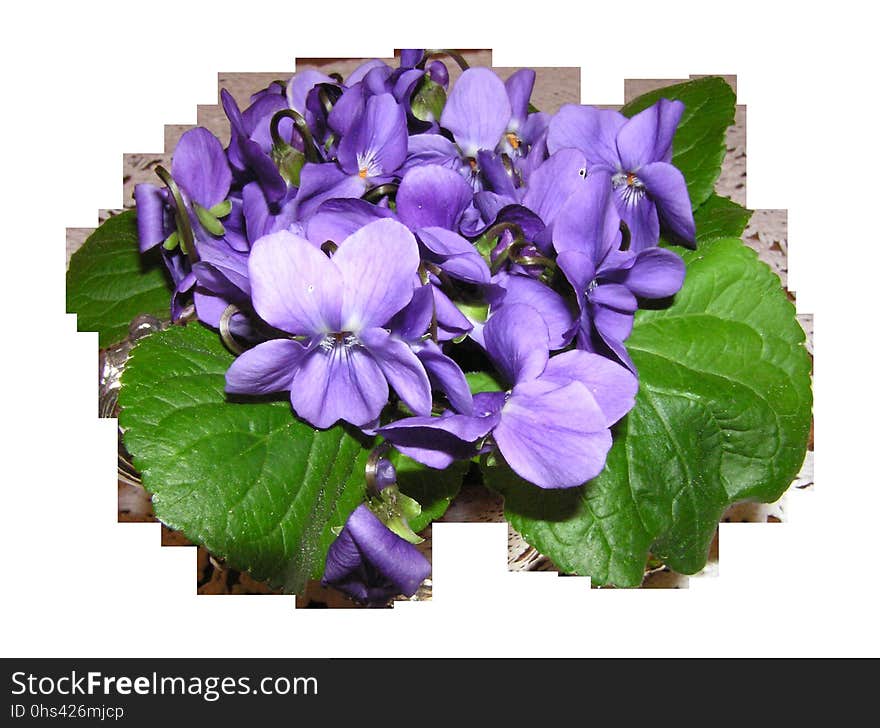 Violet, Flower, Plant, Flowering Plant