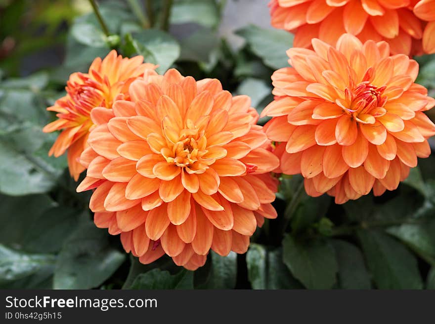 Flower, Plant, Dahlia, Flowering Plant