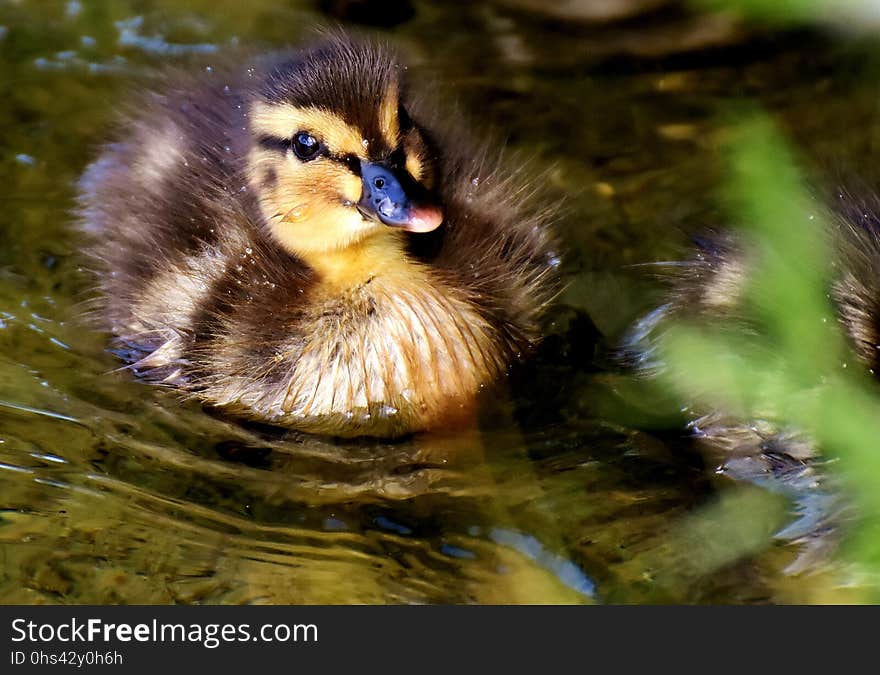 Bird, Duck, Fauna, Beak