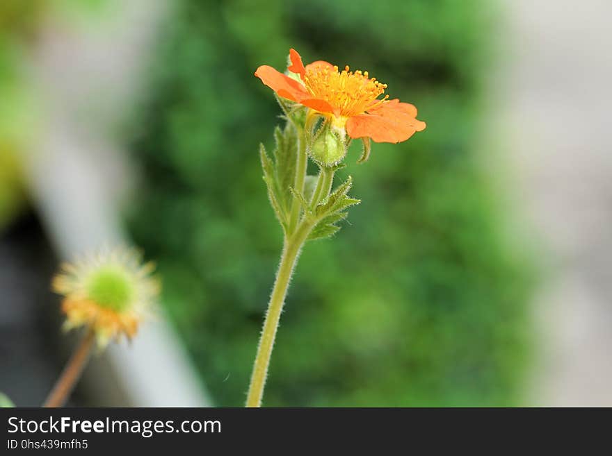 Flower, Flora, Plant Stem, Wildflower