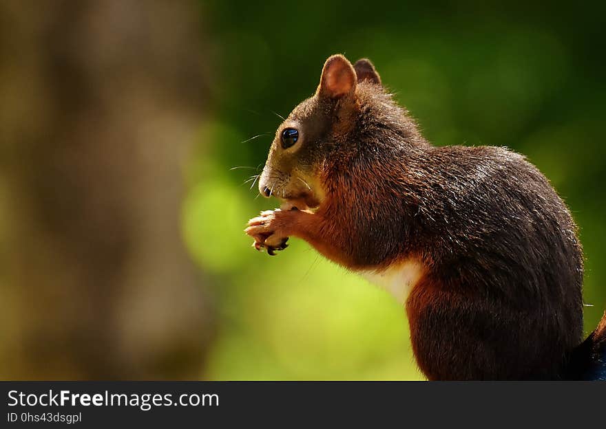 Squirrel, Fauna, Mammal, Wildlife